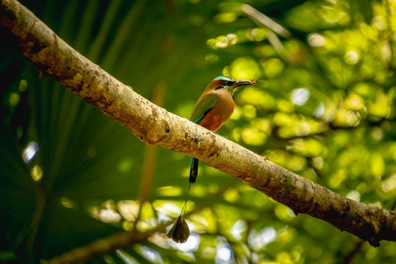 La Hacienda Cancun- El Ramonal, Monkey Sanctuary Hotel ภายนอก รูปภาพ